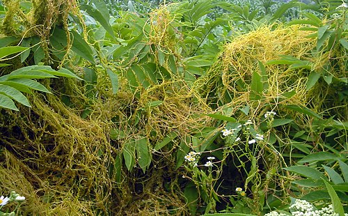 Tension As Parasitic Weed Invades Siaya