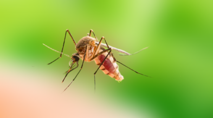 New Outbreak of Chikungunya Reported in Mombasa