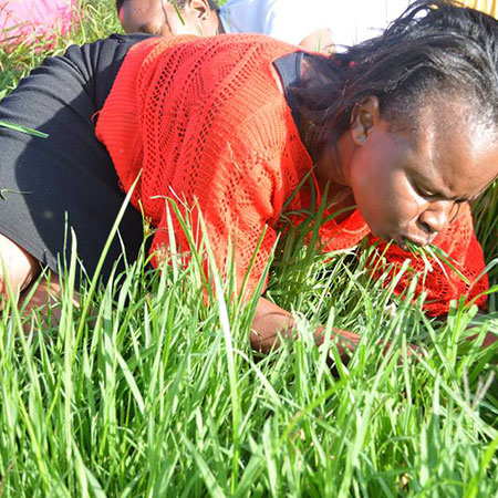 “Ushawai Ona Hivi Kaka”Screams Witnessed in Nairobi as Ladies Start Eating Grass at Webuye