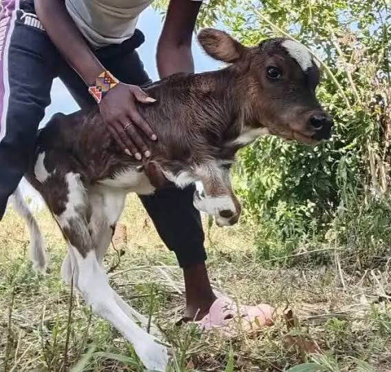 Nyeri Residents Left in Tears &Shock as Cow gives birth to calf with human legs