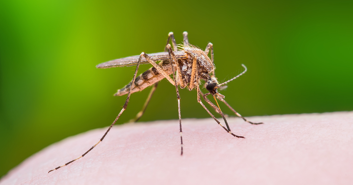 Mosquito Myths Swatted: Gates Foundation Denies Viral Claims of Secret Releases in Kenya